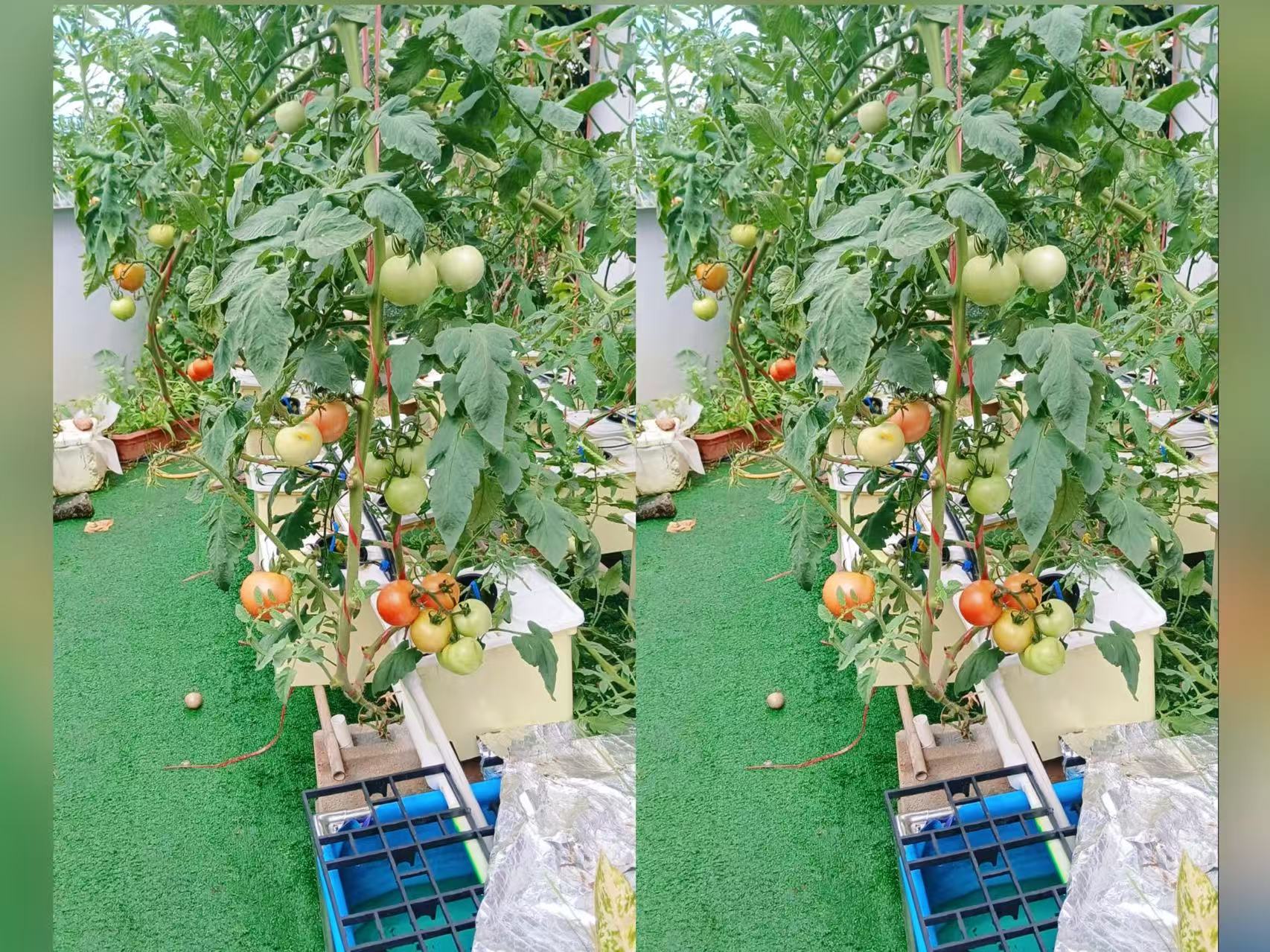 Malaysian backyard Dutch Bucket Hydroponic System growing tomatoes and cucumbers with nutrient circulation
