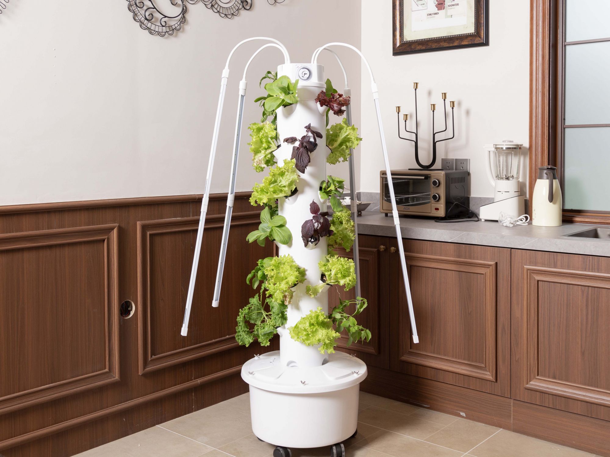 Home hydroponic growing system producing fresh kale in a hot and dry climate in the UAE