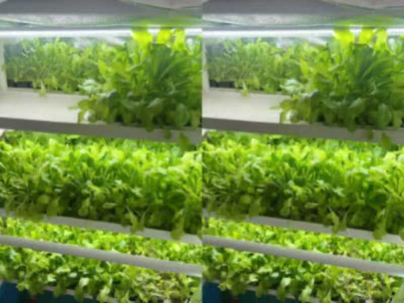Hydroponic microgreen seedling system for leafy vegetable greenhouse production in the Philippines with controlled environment nursery racks