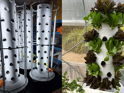 New Zealand customer uses 6P10 hydroponic tower to plant in courtyard