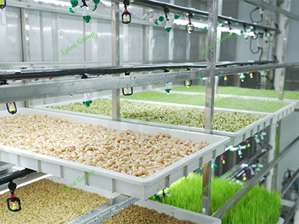 Container Hydroponic Fodder