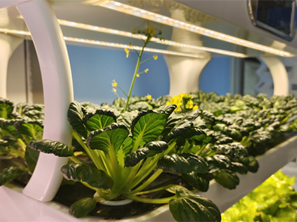 Canadian customer puts smart vegetable grower in restaurant02