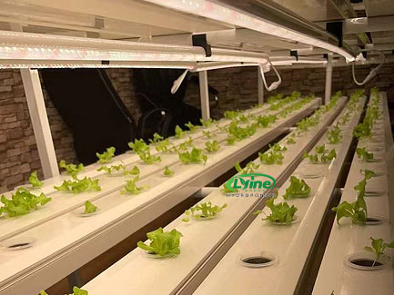 UAE Flat Lay Multi-Layer Hydroponic NFT System