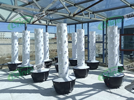 UAE customer grows leafy vegetables in greenhouse with hydroponic tower system